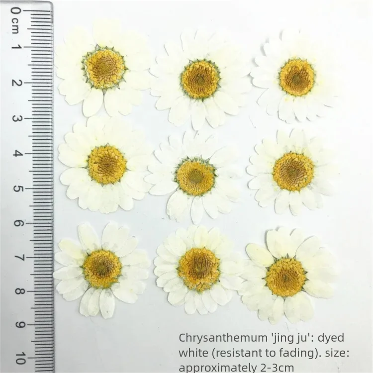 Dried Flower Bookmark - 100枚の染色菊の乾燥花びら（装飾用）、テーブルランプ用押し花、本物の花のブックマーク