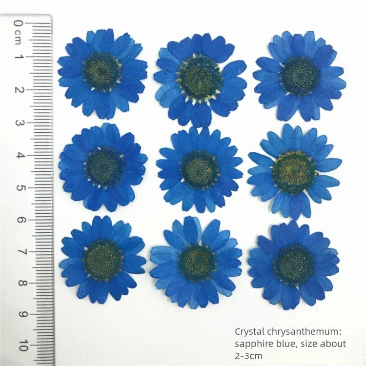 100枚の染色菊の乾燥花びら（装飾用）、テーブルランプ用押し - Dried Flower Bookmark のレビューと価格