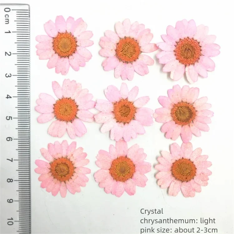 100枚の染色菊の乾燥花びら（装飾用）、テーブルランプ用押し - Dried Flower Bookmark のレビューと価格