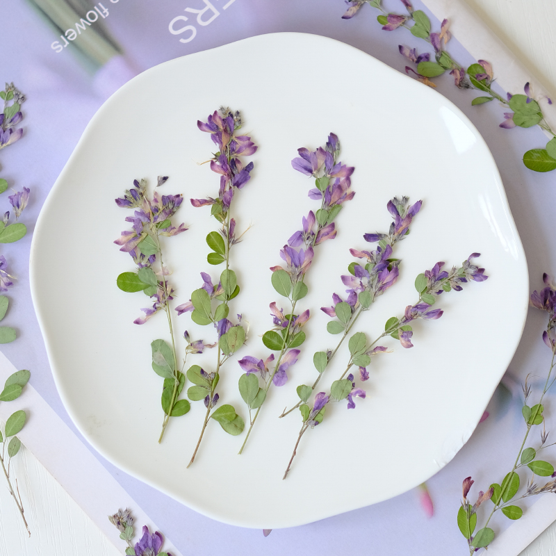 6個入り、天然レスペデザのドライプレスフラワー、植物標本絵画 - Dried Flower Bookmark のレビューと価格