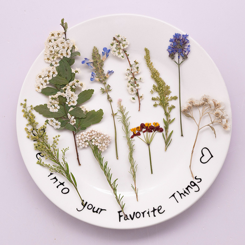 500個入り大型パッケージのシダ押し花、教材用ドライフラワー - Dried Flower Bookmark のレビューと価格